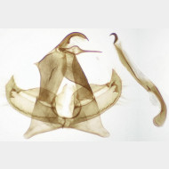 06 Crambus lathoniellus m