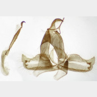 07 Crambus lathoniellus m