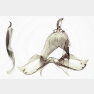 09 Crambus lathoniellus m4