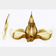 01 Crambus perlella m