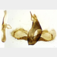 Crambus perlella m