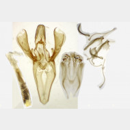 Dioryctria sylvestrella m