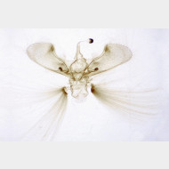Dolicharthria punctalis m ges