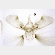 Dolicharthria punctalis m
