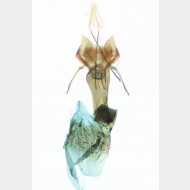 Elegia similella w v2
