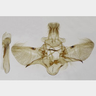 01 Endotricha flammealis m