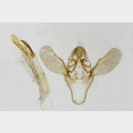 Ephestia elutella m