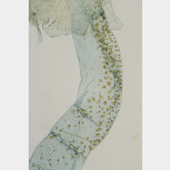 01 Ephestia elutella w ductus