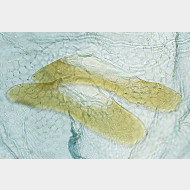 01 Ephestia kuehniella w signum