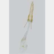 02 Ephestia kuehniella w