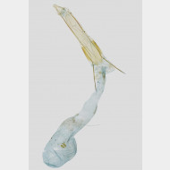 03 Ephestia kuehniella w