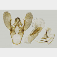 02 Ephestia woodiella m