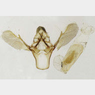 03 Ephestia woodiella m