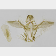 04 Ephestia woodiella m