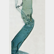 Eudonia mercurella w ductus