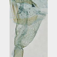 Eudonia mercurella w ostium2