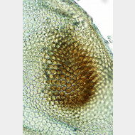 Eudonia mercurella w signum2