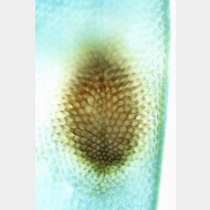 Eudonia mercurella w signum