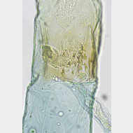 01 Eudonia murana w ductus