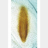 02 Eudonia murana w signum