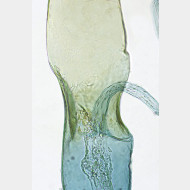 04 Eudonia murana w ductus