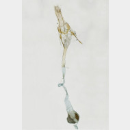 06 Eudonia murana w