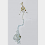 07 Eudonia murana w