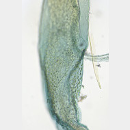 02 Eudonia phaeoleuca w ductus