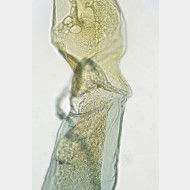 01 Eudonia phaeoleuca w einschnuerung