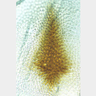 03 Eudonia phaeoleuca w signum