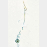 Eudonia phaeoleuca w2
