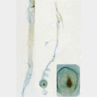 Eudonia phaeoleuca w