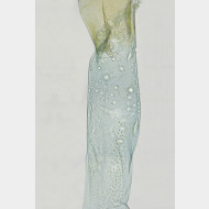 01 Eudonia truncicolella w ductus