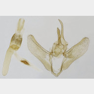 Evergestis forficalis m