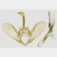 01 Evergestis pallidata m