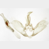 05 Evergestis pallidata m