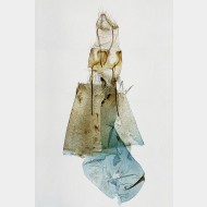 Heliothela wulfeniana w