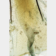 03 Hypsopygia glaucinalis w ductus