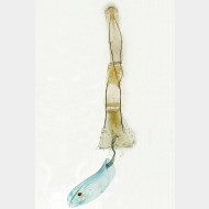 05 Hypsopygia glaucinalis w