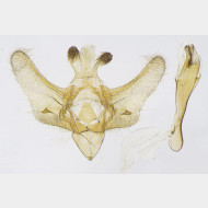 01 Metasia ophialis m