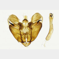 Paratalanta hyalinalis m