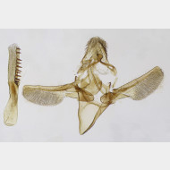 02 Phycitodes albatella m