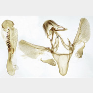 03 Phycitodes albatella m