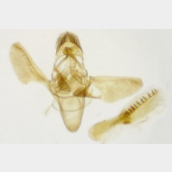 Phycitodes albatella m2