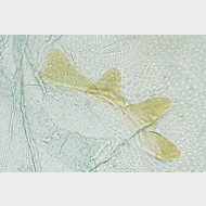 01 Plodia interpunctella w signum