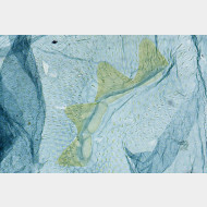 Plodia interpunctella w signum