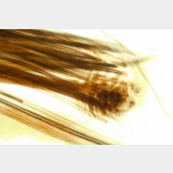 Pyrausta coracinalis m aa