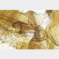 Sciota hostilis m det l
