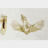 Scoparia subfusca m