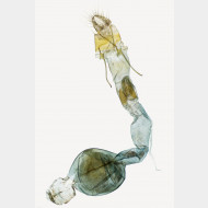 01 Scoparia subfusca w